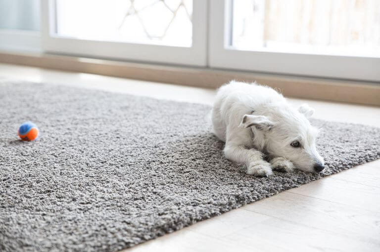 Even the dog will love the cleaner carpet