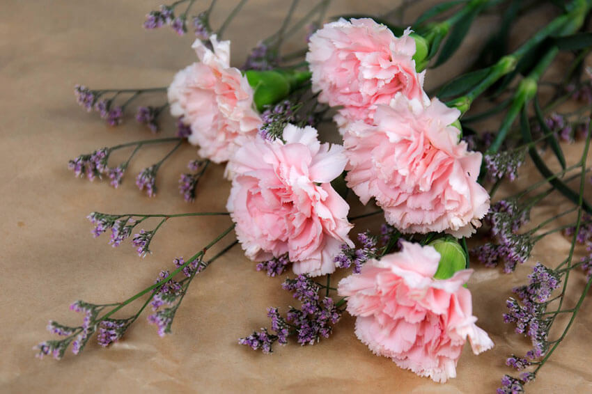 If you want a break from tradition, give carnations on Valentine's Day!