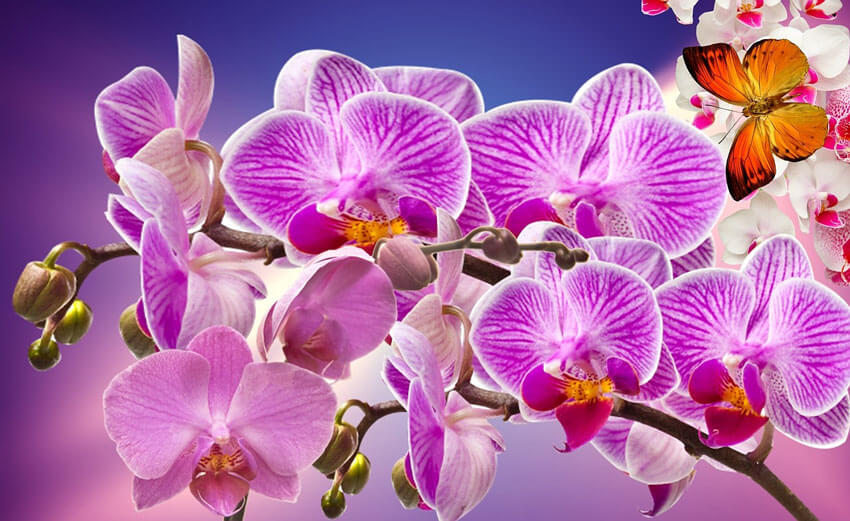 Purple orchids are equally as romantic as red roses!
