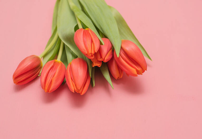 Red tulips are a great alternative to red roses.