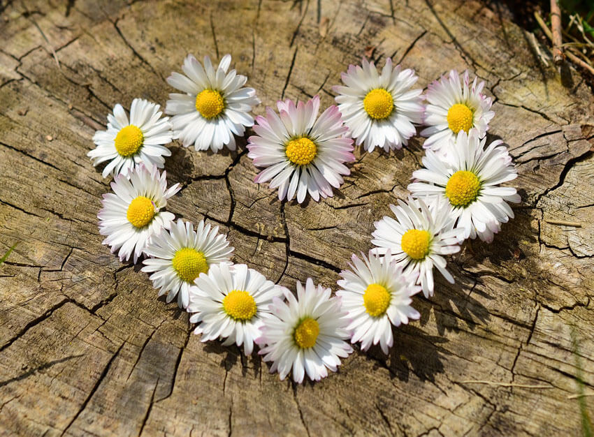 White daisies are perfect for friends or a new relationship.