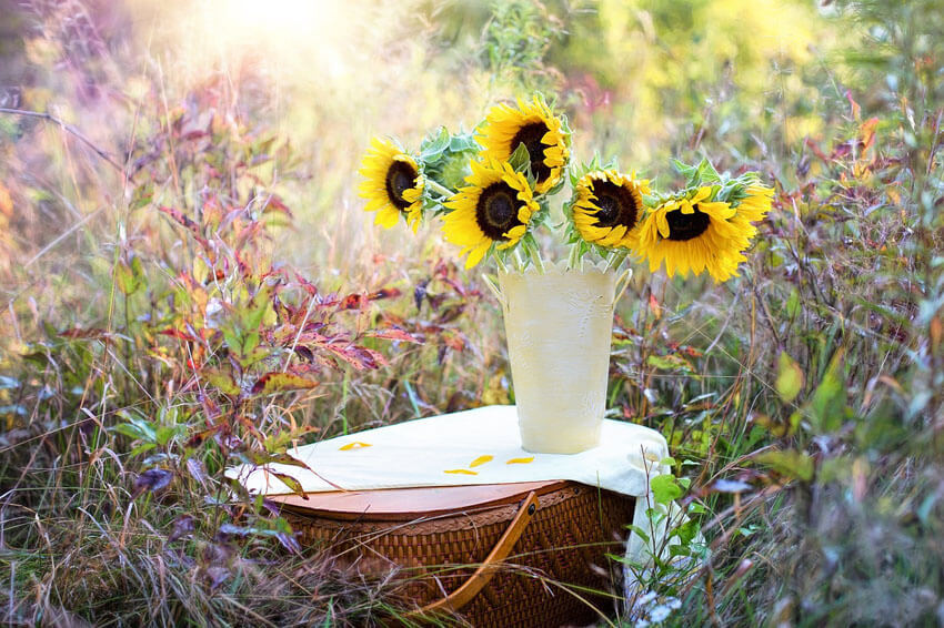 Sunflowers are perfect for friends and family on Valentine's Day!
