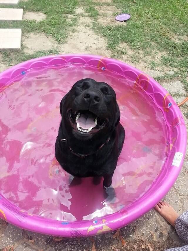 Just the happiest black lab you've ever met